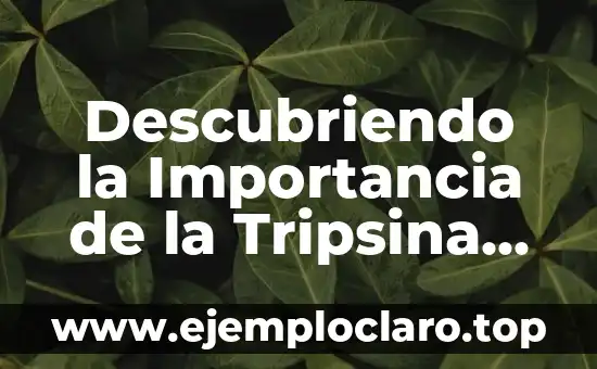 Comunicación Terrestre: Un Medio Fundamental en Nuestra Sociedad 3 Descubriendo la Importancia de la Tripsina en Nuestra Salud