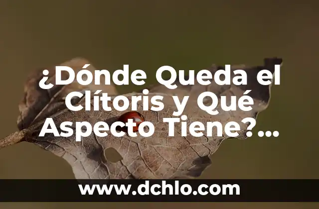 Las 50 Mejores Películas de la Historia del Cine: Una Guía Definitiva 8 ¿Dónde Queda el Clítoris y Qué Aspecto Tiene? Una Guía Completa