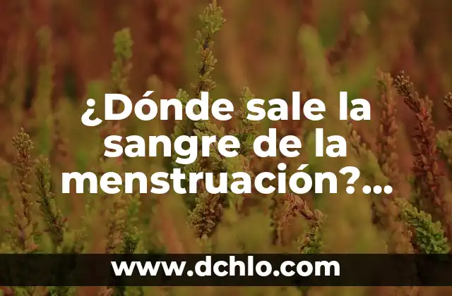 ¿Por qué sale el herpes en la piel? - Causas y síntomas 8 ¿Dónde sale la sangre de la menstruación? Anatomía y explicación detallada