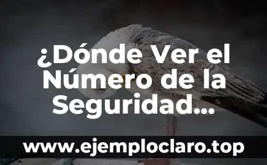 ¿Dónde Ver el Número de la Seguridad Social? Guía Completa y Actualizada