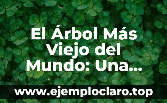 El Árbol Más Viejo del Mundo: Una Maravilla Natural