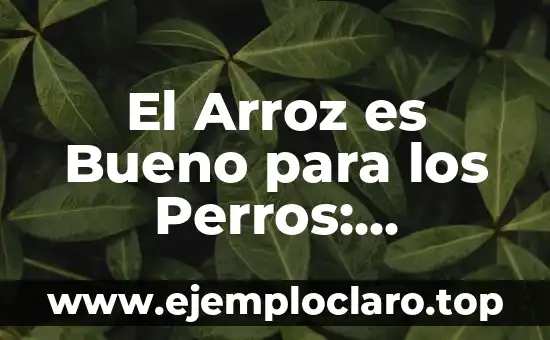 El Arroz es Bueno para los Perros: Descubre los Beneficios para tu Mascota