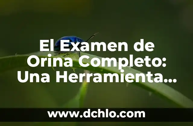Cifra: Un Concepto Fundamental en las Matemáticas 7 El Examen de Orina Completo: Una Herramienta Fundamental en Diagnóstico Médico