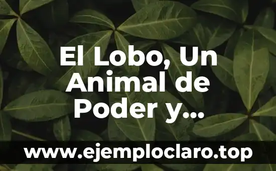 El Lobo, Un Animal de Poder y Significado