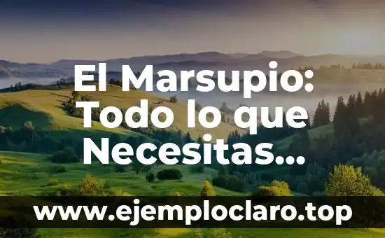 El Marsupio: Todo lo que Necesitas Saber