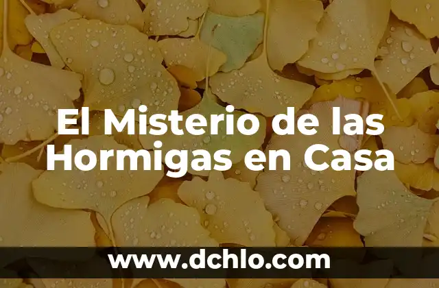 Significado de Hormigas Rojas 7 El Misterio de las Hormigas en Casa