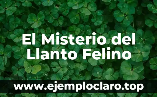 Significado de Felino 5 El Misterio del Llanto Felino