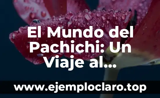 El Mundo del Pachichi: Un Viaje al Significado de una Palabra Única