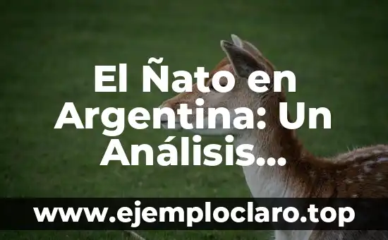 El Ñato en Argentina: Un Análisis Cultural y Lingüístico