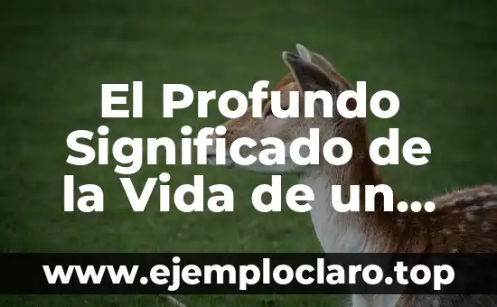 Perro Ayuda a su Dueña con Taquicardia: Una Historia de Amor y Lealtad 7 El Profundo Significado de la Vida de un Perro
