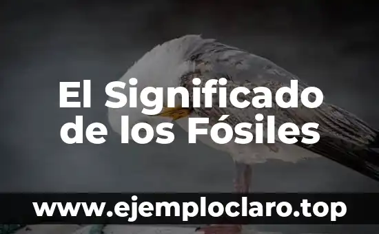 Cristalización de Fósiles: Un Mundo de Preservación y Belleza Geológica 4 El Significado de los Fósiles