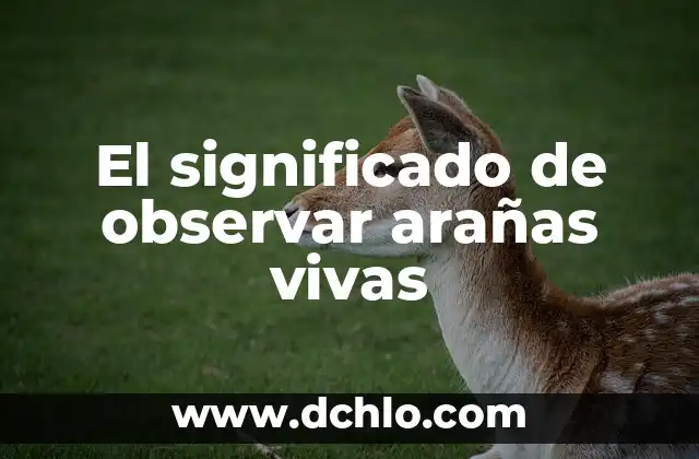 El misterioso mundo de las arañas 6 El significado de observar arañas vivas