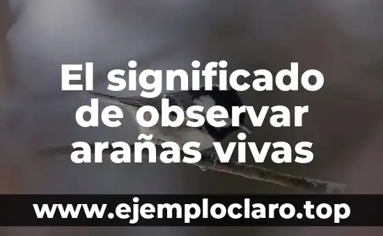 El significado de observar arañas vivas
