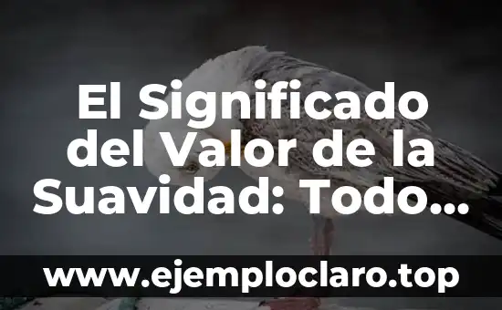 El Significado del Valor de la Suavidad: Todo lo que Necesitas Saber