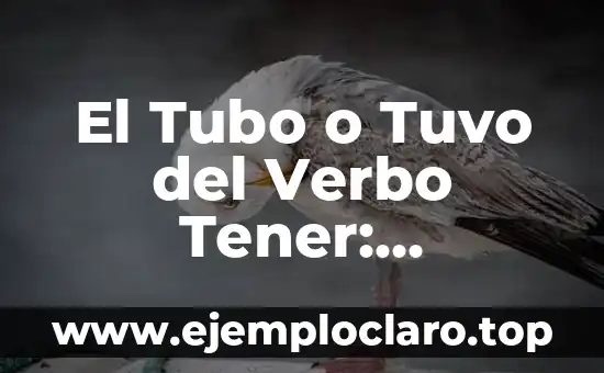 El Tubo o Tuvo del Verbo Tener: Explicación y Uso Correcto