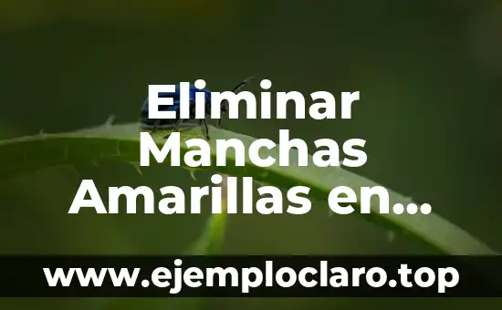 Cómo Quitar Manchas de la Plancha: Guía Definitiva 3 Eliminar Manchas Amarillas en Ropa Blanca Guardada: Soluciones Efectivas