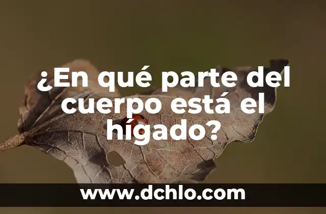 Infusiones para Limpiar el Hígado y la Vesícula: Una Guía Completa 8 ¿En qué parte del cuerpo está el hígado?