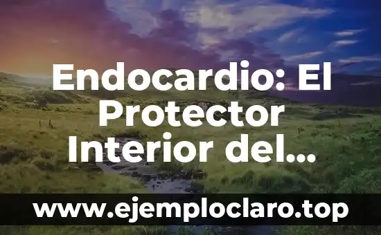 Endocardio: El Protector Interior del Corazón