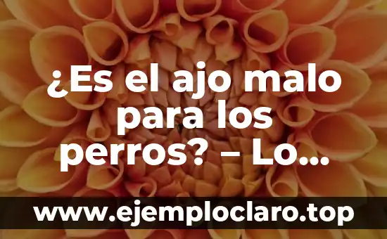 ¿Es el ajo malo para los perros? – Lo que debes saber