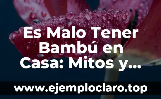 Es Malo Tener Bambú en Casa: Mitos y Realidades