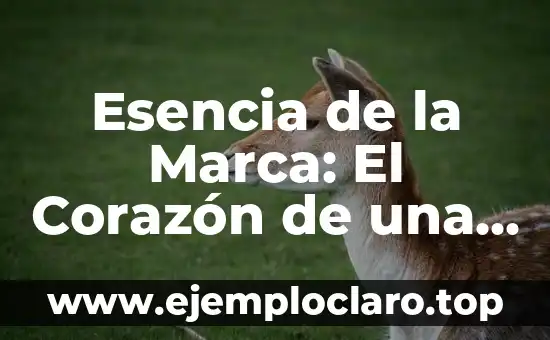 Esencia de la Marca: El Corazón de una Marca