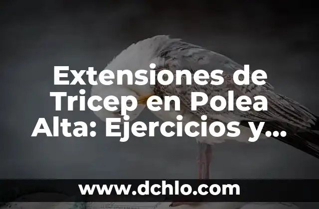 Significado de Favoritos: Todo Sobre tus Preferencias 6 Extensiones de Tricep en Polea Alta: Ejercicios y Técnicas para Fortalecer tus Brazos