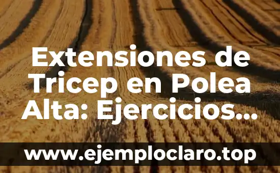 Extensiones de Tricep en Polea Alta: Ejercicios y Técnicas para Fortalecer tus Brazos