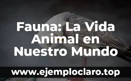 Fauna: La Vida Animal en Nuestro Mundo