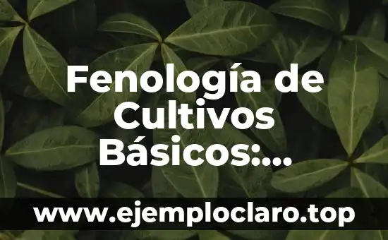Contaminación de Semillas: Un Tema Fundamental en Agricultura 4 Fenología de Cultivos Básicos: Significado y Aplicación en la Agricultura