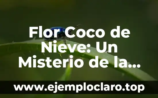 Palabras con significado de naturaleza: Un viaje al corazón del lenguaje ambiental 4 Flor Coco de Nieve: Un Misterio de la Naturaleza