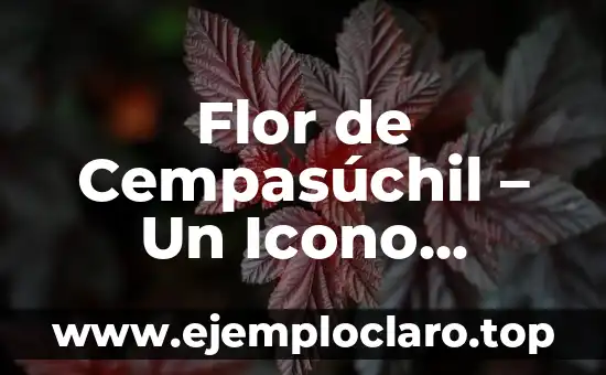 Flor de Cempasúchil – Un Icono Cultural con Profundo Significado