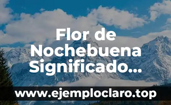 El significado desglosado del Papa católico 5 Flor de Nochebuena Significado Católico