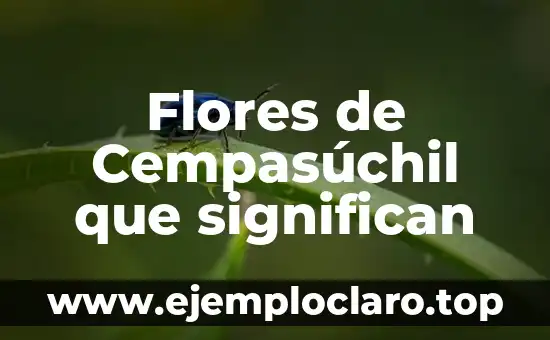 Flores de Cempasúchil que significan