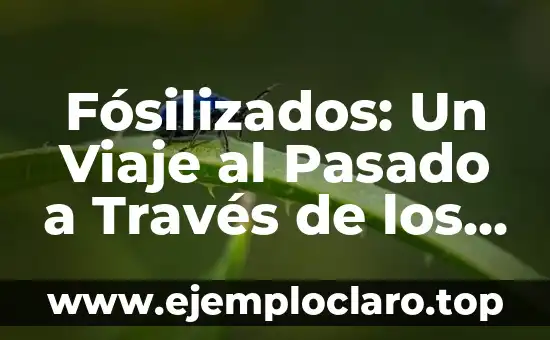 Fósilizados: Un Viaje al Pasado a Través de los Restos del Tiempo