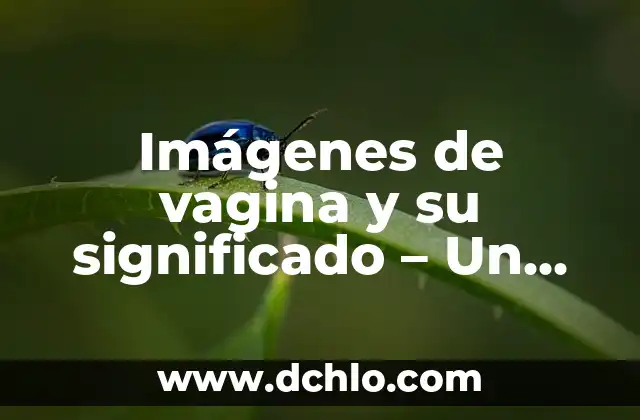 Significado del Nombre de Fernanda 6 Imágenes de vagina y su significado – Un enfoque integral