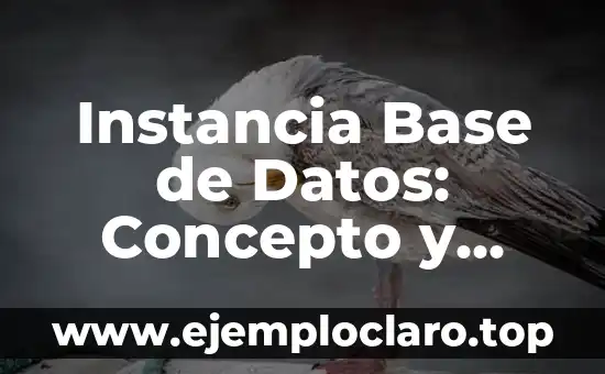 Cómo hacer la base de pelo chino 5 Instancia Base de Datos: Concepto y Funcionalidad