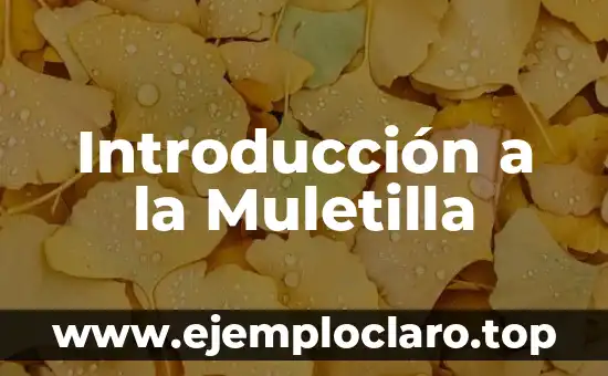 Introducción a la Depreciación Acumulada de Maquinaria 4 Introducción a la Muletilla