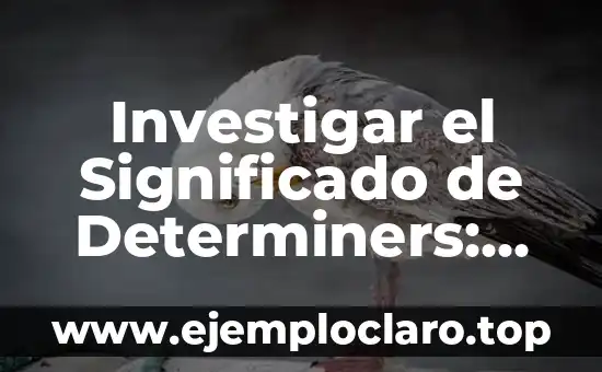 Investigar el Significado de Determiners: Guía Completa y Detallada