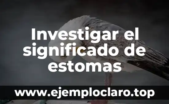 Investigar el significado de estomas
