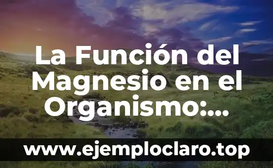 Sulfato de Magnesio para Qué Sirve: Descubre sus Usos y Beneficios 7 La Función del Magnesio en el Organismo: Descubre su Importancia para tu Salud