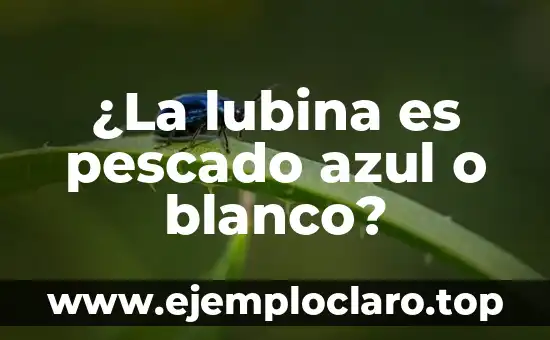 ¿La lubina es pescado azul o blanco?