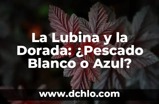 El significado de la Vaquita de San Antonio Dorada 5 La Lubina y la Dorada: ¿Pescado Blanco o Azul?