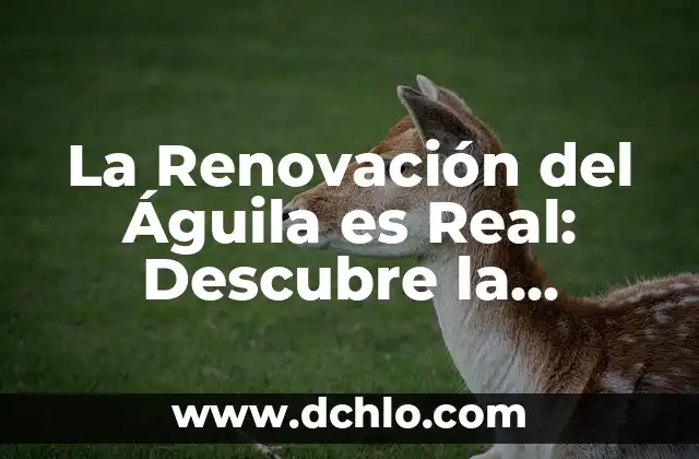 Pupila de Águila - El Profundo Significado de la Canción 8 La Renovación del Águila es Real: Descubre la Verdad detrás de la Leyenda