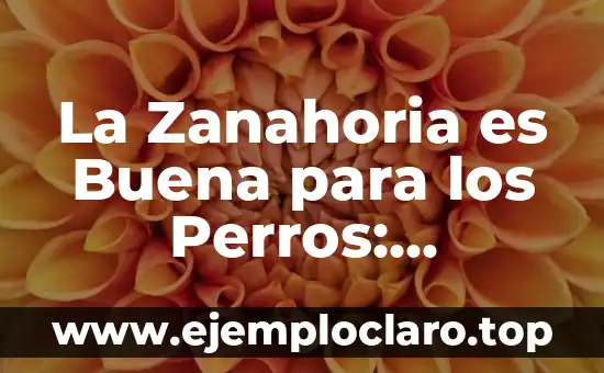 La Zanahoria es Buena para los Perros: Descubre los Beneficios