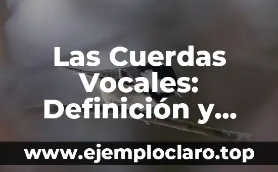 Las Cuerdas Vocales: Definición y Función