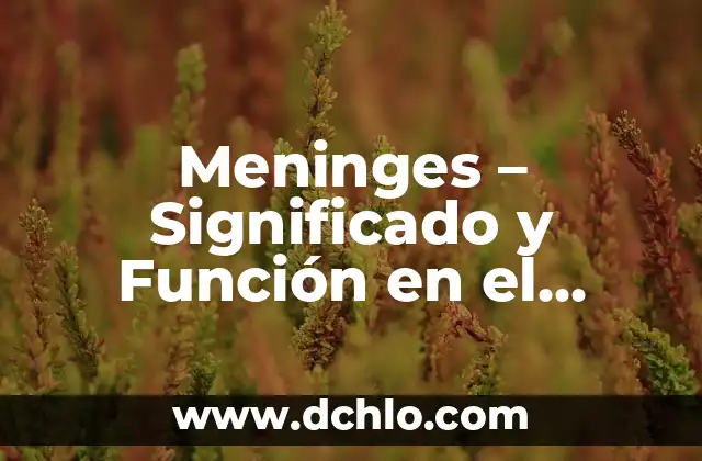 Cuánto Cuesta un Sistema Operativo Windows 11: Precio y Opciones de Licencia 8 Meninges – Significado y Función en el Sistema Nervioso