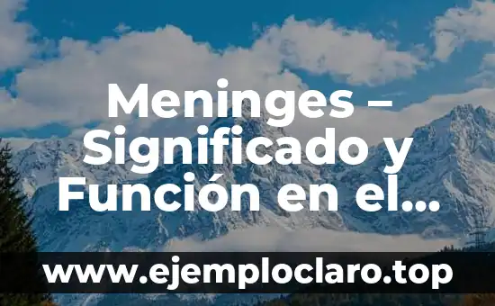 Meninges - Significado y Función en el Sistema Nervioso