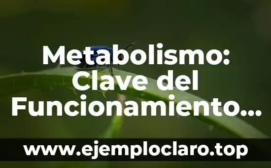 Metabolismo: Clave del Funcionamiento Biológico