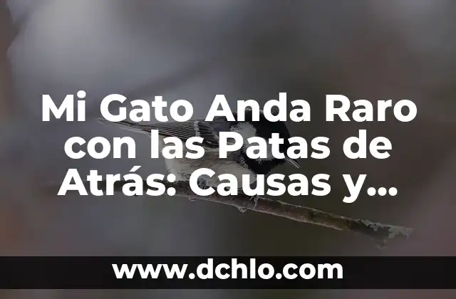 Partes de atrás de la rodilla: Anatomía y función 5 Mi Gato Anda Raro con las Patas de Atrás: Causas y Soluciones