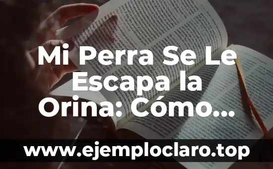 Significado de los Morfemas Derivativos en Problema 7 Mi Perra Se Le Escapa la Orina: Cómo Identificar y Solucionar el Problema